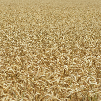 Wheat, par Xavier E. G. Dierick